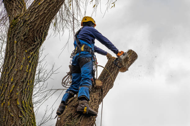 Crandall, TX  Tree Services Company