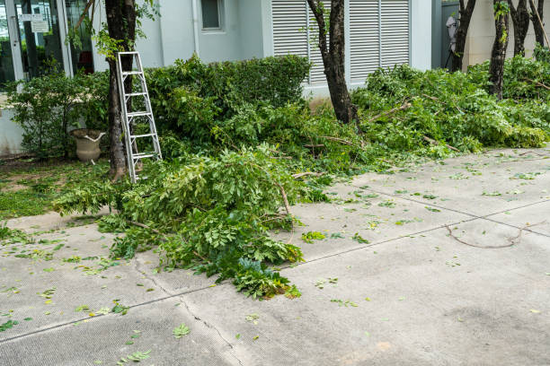 Best Root Management and Removal  in Crandall, TX