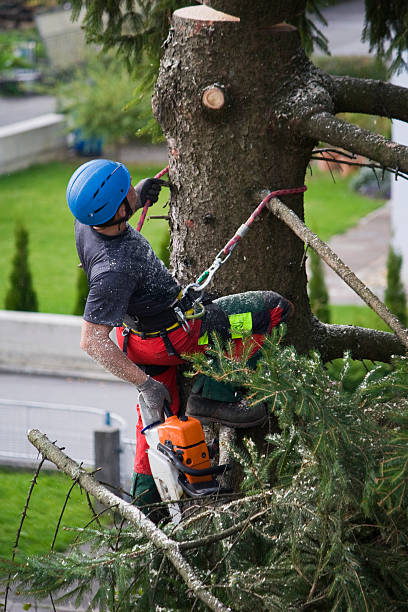 Best Utility Line Clearance  in Crandall, TX